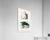 Green Sea Turtle Chelonia mydus and Spiny softshell turtle Gymnopus spiniferus Acrylic Print