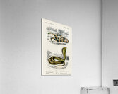 Coral Snake Elaps Corallinus and Egyptian Cobra Naja Hoje Acrylic Print