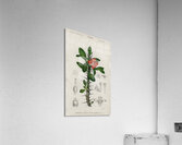 Euphorbia Splendens Acrylic Print