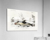 Delphinus delphis Acrylic Print