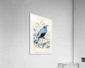 Square-tailed drongo Edoius caerulescens Acrylic Print