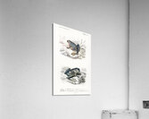 Shrinking frog Pseudis Merianae and Black-spotted casque-headed tree Trachycephalus geographieus Acrylic Print