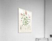 Indigofera procumbens Acrylic Print