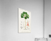 Astrapoea Wallichii Acrylic Print