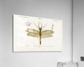 Eastern dobsonfly Corydalus cornutus Acrylic Print
