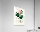 Eastern dobsonfly Corydalus cornutus Acrylic Print