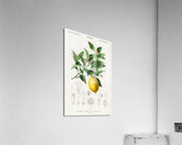 Lemon Citrus Limonium Acrylic Print