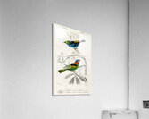 Different types of birds Acrylic Print