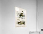 Rattlesnake Crotale and Saharan horned Viper Cerastes Acrylic Print