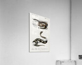 Eryx and the Red-tailed boa Acrylic Print