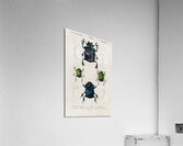 Different types of insects Impression acrylique