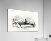 Balaenoptera rorqual Acrylic Print