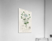 ictionnaire Universel D histoire Naturelle D Orbi 1694478892.938 Acrylic Print