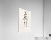 Different types of beetles Acrylic Print