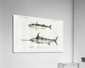 Different types of beetles Acrylic Print