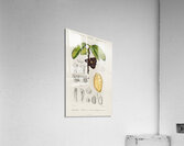 Asimina triloba Acrylic Print