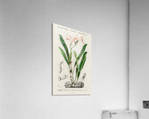 Lelia cattleioides Acrylic Print