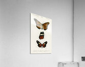 Amphisbaena fuliginosa spotted worm lizard Typhlops lumbricalis blind snakes Vropeltis Philippinus shield tail snakes Acrylic Print