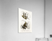 Three-toed Sloth Bradypus ustus and Aye-aye Cheiromys madagascariensis Acrylic Print