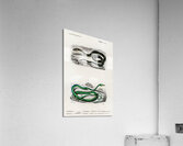 Grass Snake and the green vine snake Acrylic Print