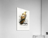Eastern imperial eagle Aquila heliaca Acrylic Print