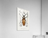 Enoplocerus Armillatus Acrylic Print