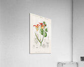 Anna speciosa Acrylic Print