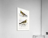 Different types of birds Acrylic Print