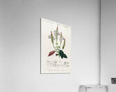 Strobilanthes sabiniana Impression acrylique