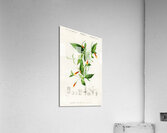 Strobilanthes sabiniana Acrylic Print