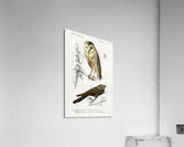 Different types of birds Acrylic Print