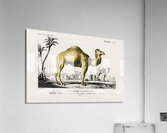 Camel Camelus Acrylic Print