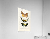 Collection of moths Acrylic Print
