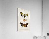 Different types of moths Acrylic Print