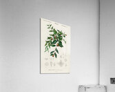 Jujube red date Ziziphus vulgaris Acrylic Print