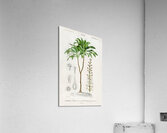 Dracaena brasiliensis Acrylic Print