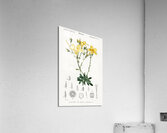 Yellow flax Linum glandulosum Acrylic Print