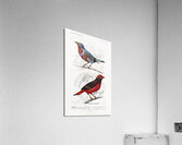 Different types of birds Acrylic Print