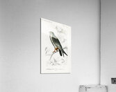 Different types of birds Acrylic Print