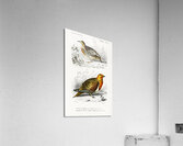 Different types of birds Acrylic Print