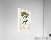 Brazilian gloxinia or Florist gloxinia Gloxinia caulescente Acrylic Print