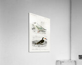 Different types of birds Acrylic Print