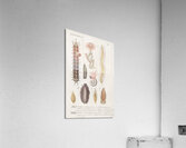 Different types of marine life Acrylic Print