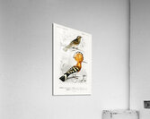 Different types of birds Acrylic Print