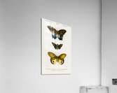Different types of butterfly Acrylic Print