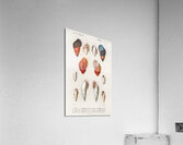 Different types of mollusks Impression acrylique