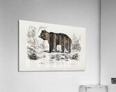 Brown Bear Ursus Arctos Acrylic Print