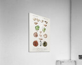 Different types of mollusks Acrylic Print