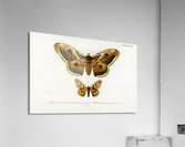 Emporor moths Acrylic Print