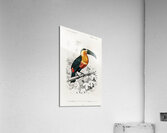 Toucan bird Acrylic Print